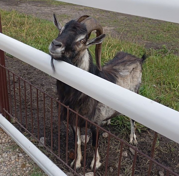 Зооландшафтный парк «Диприз» 